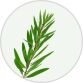Tea Tree