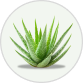 Aloe